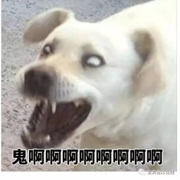  老鼠来我家,都是含着泪走的