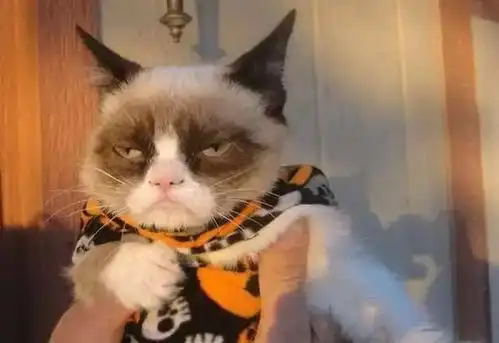 猫的表情包男生专用师大