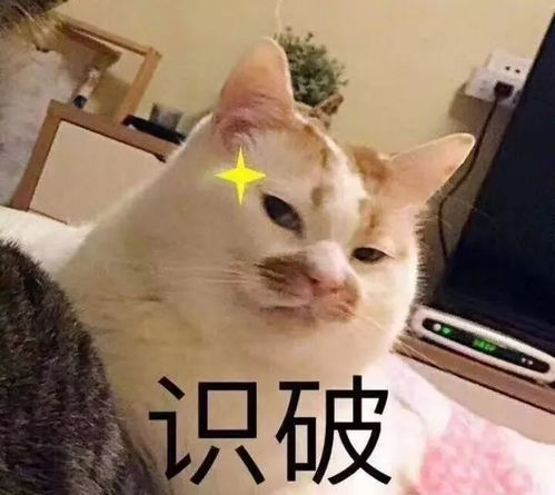  据说,世界上只有两种猫