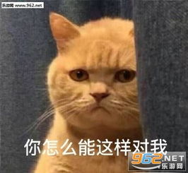  小橘猫不开心表情包暗中委屈橘猫表情包下载乐游网游戏下载