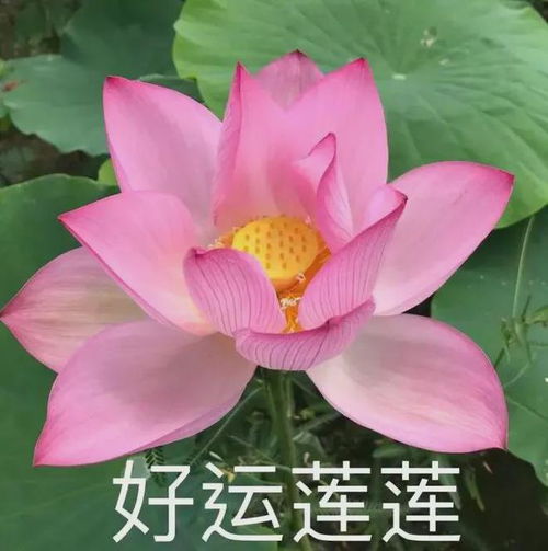  680个学位,今天开始报名2024年绵阳涪城区公办学校共享学位招生安排出炉
