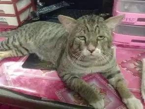 想吃小孩猫咪表情包猫粮