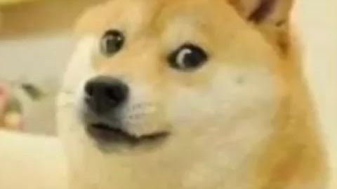  双马尾的小可爱表情包上次是仓鼠今天我可是柴犬哟嗷呜嗷呜