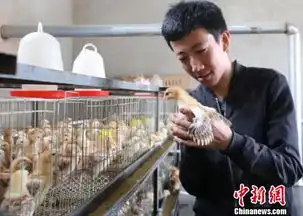  甘肃95后创业林下养鸡生财有道乐享致富经