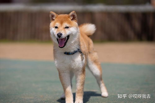  柴犬最新知识百科,你了解多少