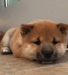  柴犬这智商,基本已经告别自主生活了