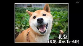 表情包是秋田还是柴犬逝