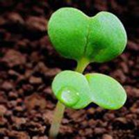  微信植物花草图片大全微信头像图片大全