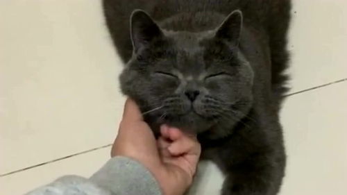  我家的这只猫,我看着怎么有点狗啊,这小表情绝了