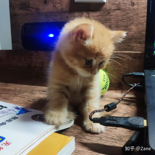  你见过最好看的橘猫长什么样