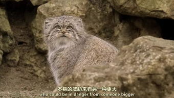  哈哈哈哈这是什么莫名其妙的cp啊表情包的对决吗
