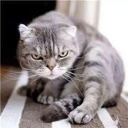 委屈猫表情包大全抖音