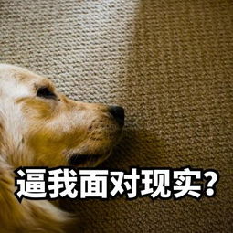  有什么东西是随着年纪增长,审美的变化,现在还挺喜欢的那种