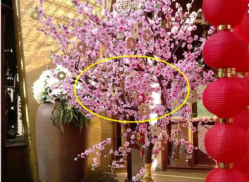 新年过节家里摆放这些绿植,招财保平安,寓意转运发大财