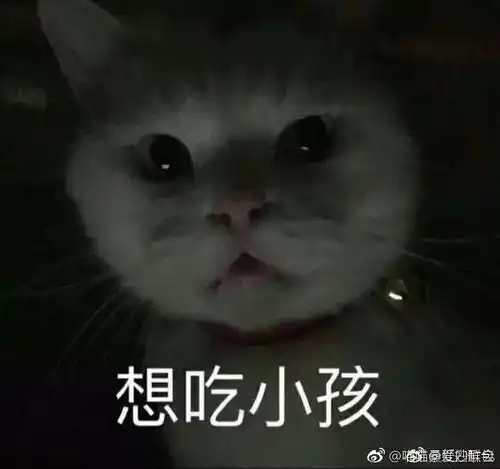  以前是别人家的孩子,现在是别人家的网红猫...