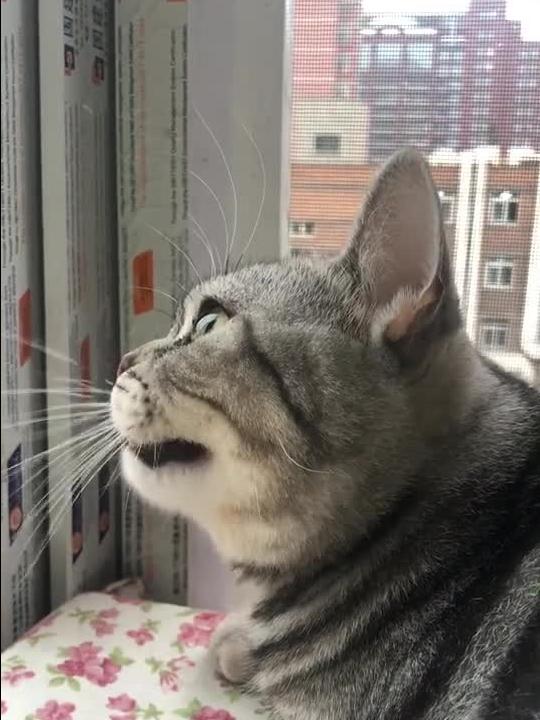  猫咪很爱学习,我还没过去,就对我做出这种表情