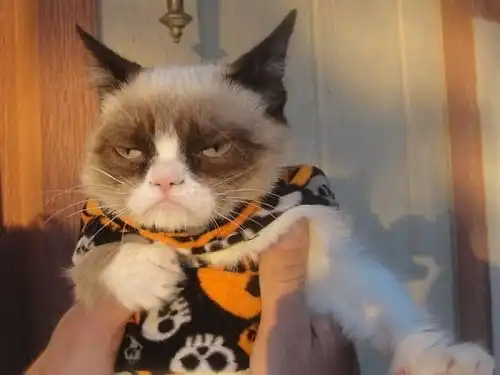  夏天了,可别让你的猫主子中暑