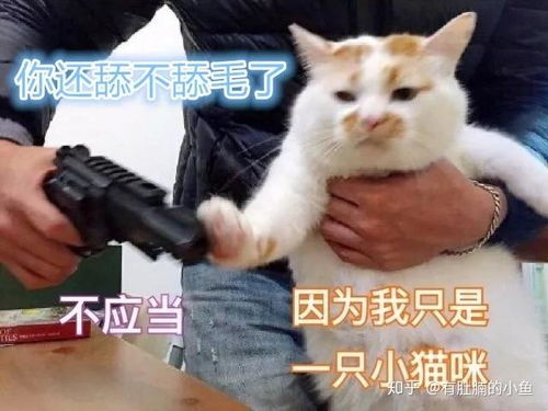  猫草虽好,可不要贪杯哦你值得拥有的化毛大法总结初版