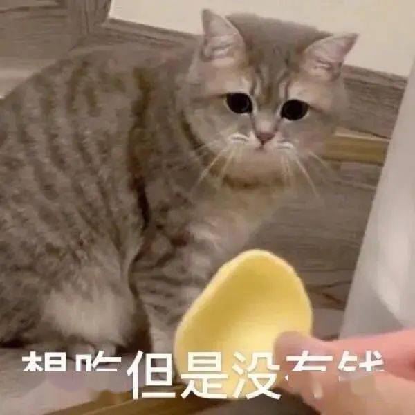  搞笑猫猫表情包