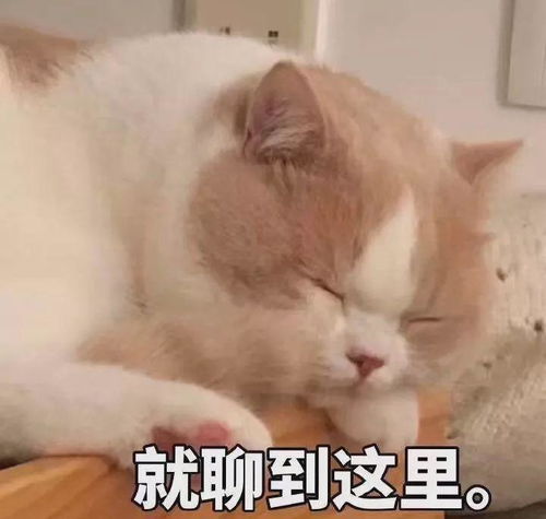  e句话看天下丨邓紫棋和蜂鸟,会不会鱼死网破