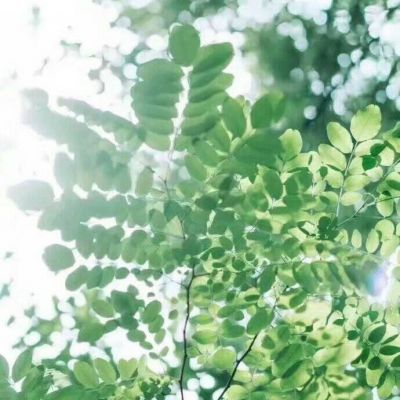  微信头像花草唯美小清新2018最新
