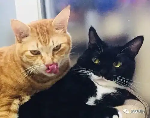  被橘猫盯上,黑猫很害怕