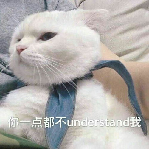 mur猫表情包呆呆兽