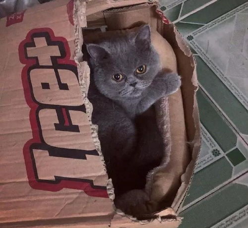  猫咪再坚持一下,铲屎官假期很快就结束了