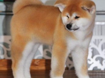  图纯种犬繁殖基地出售赛级品质纯血柴犬三针齐全包健康成都宠物狗