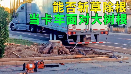  能否斩草除根,扎入地下好几十米深的树桩能否阻挡卡车的威胁