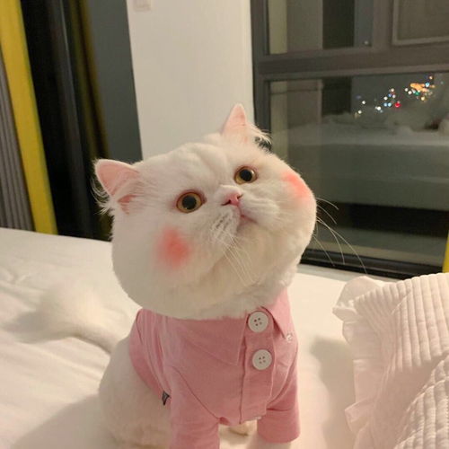  qqwx意境背景图