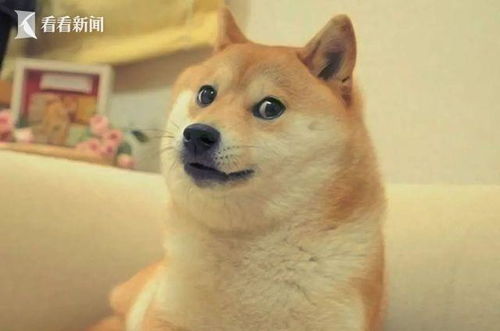  知名doge表情包原型柴犬去世享年18岁