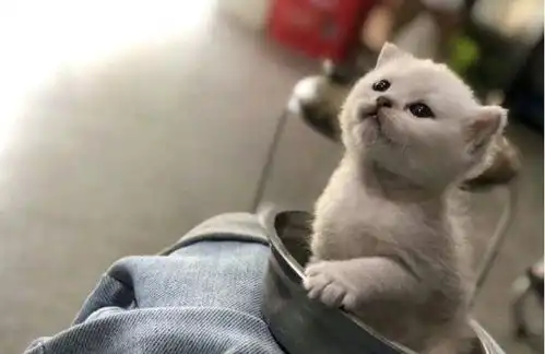  一个碗能装一只猫,可爱的英短银渐层小奶猫,让人爱不释手