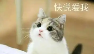 可爱喵咪表情包猫咪