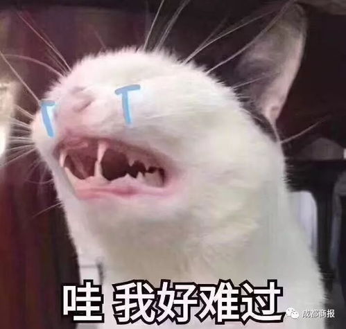 萌二表情包女警