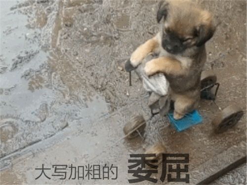  主人自制遛狗车,小土狗乖巧蹲坐着,但表情却出卖了它