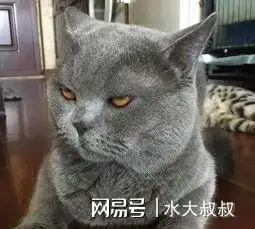  英短猫有这些表现,说明恨着你,赶紧讨好它啦