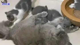  小主人给几只胖猫撸毛,猫咪们纷纷逃走,胖公猫的表情说明一切