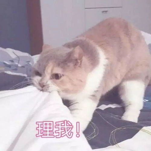  女生专用招桃花表情包