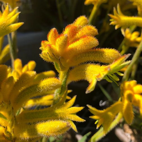  独一无二高雅袋鼠花