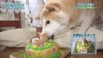  还记得这张表情图吗这只微笑的柴犬走了