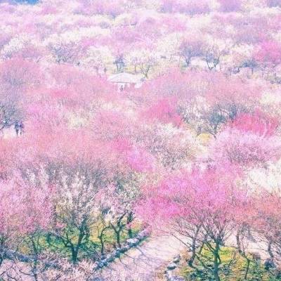  微信头像枫叶图片真实好看的高清枫叶图片头像