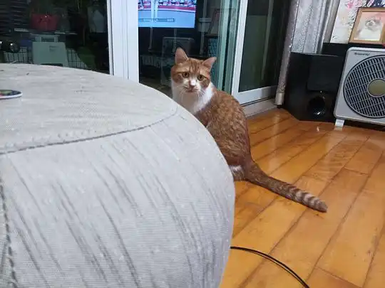  黑白肚皮猫的相册橘猫是种神奇的动物,磅爷表情包