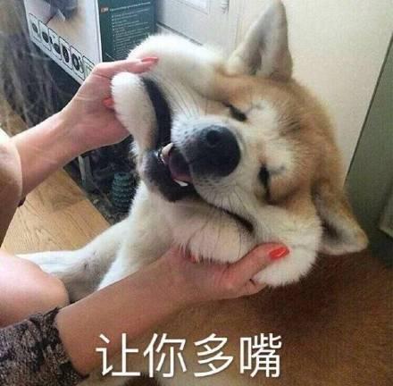  萌宠喂养百科铲屎官烦到头秃的问题猫狗咬人怎么办