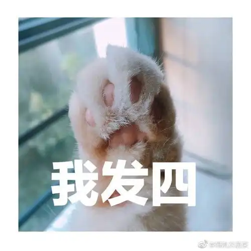  这个猫猫的表情包太可爱了谁有这只猫的表情包吗万分感谢