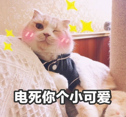  萌宠表情包电死你个小可爱