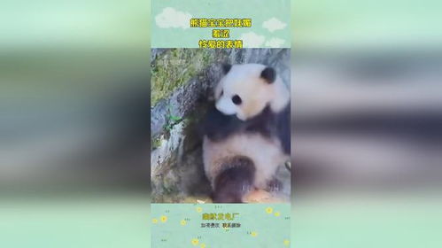 羞涩表情包大全熊猫