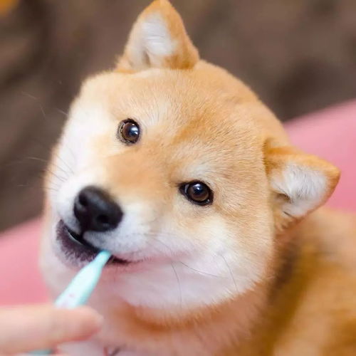  日本这只爱刷牙的柴犬,做成表情包真的是萌翻了