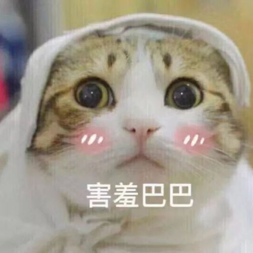 委屈猫表情包大全头像