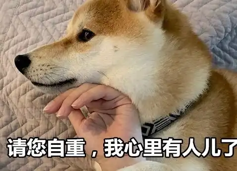  七夕柴犬单身狗表情包大全
